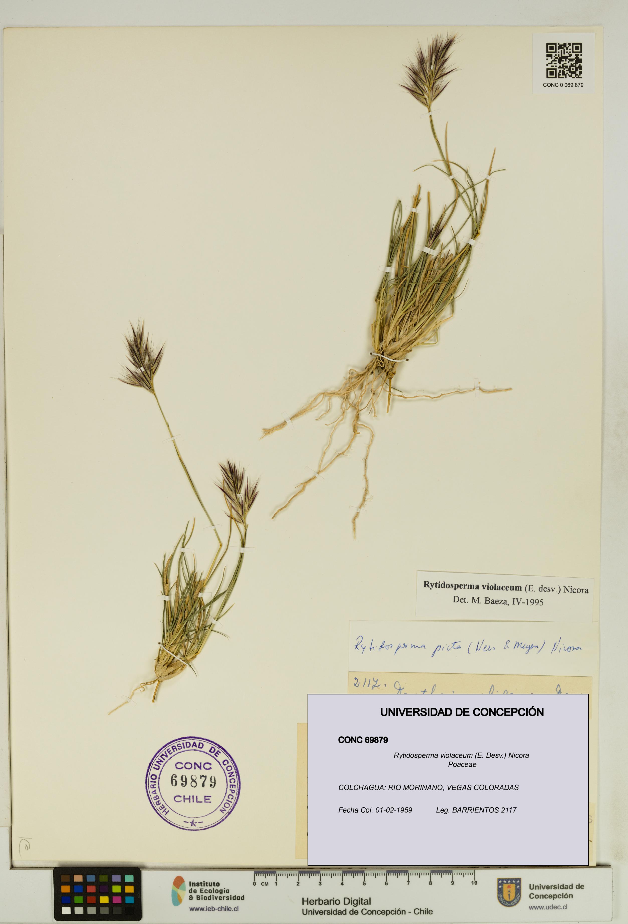 Rytidosperma violaceum [Espécimen: UDEC:CONC:0069879]
