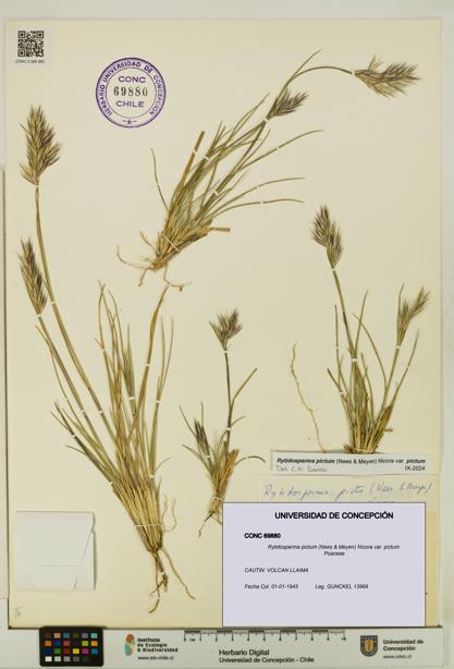 Rytidosperma pictum var. pictum [Espécimen: UDEC:CONC:0069880]