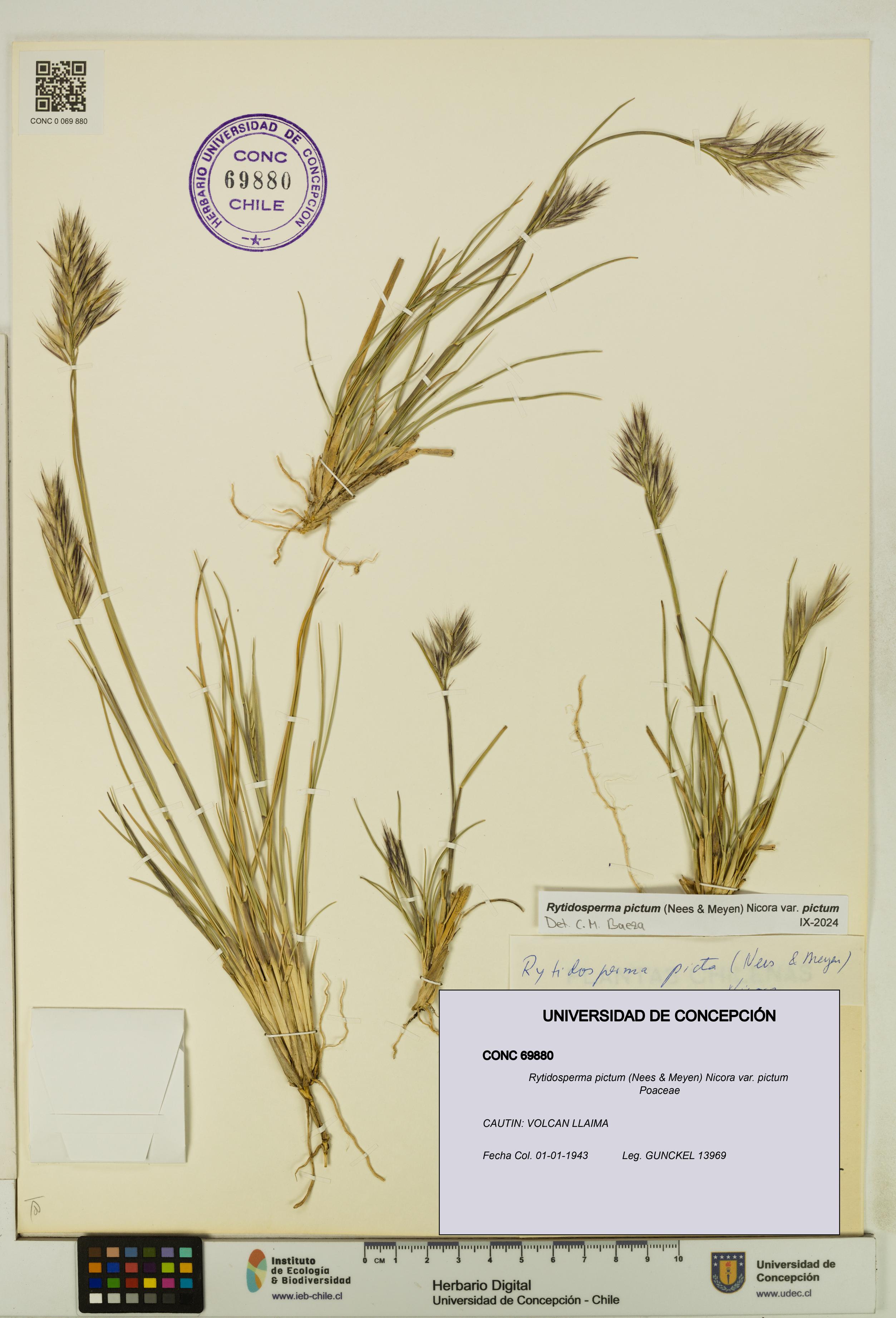 Rytidosperma pictum var. pictum [Espécimen: UDEC:CONC:0069880]