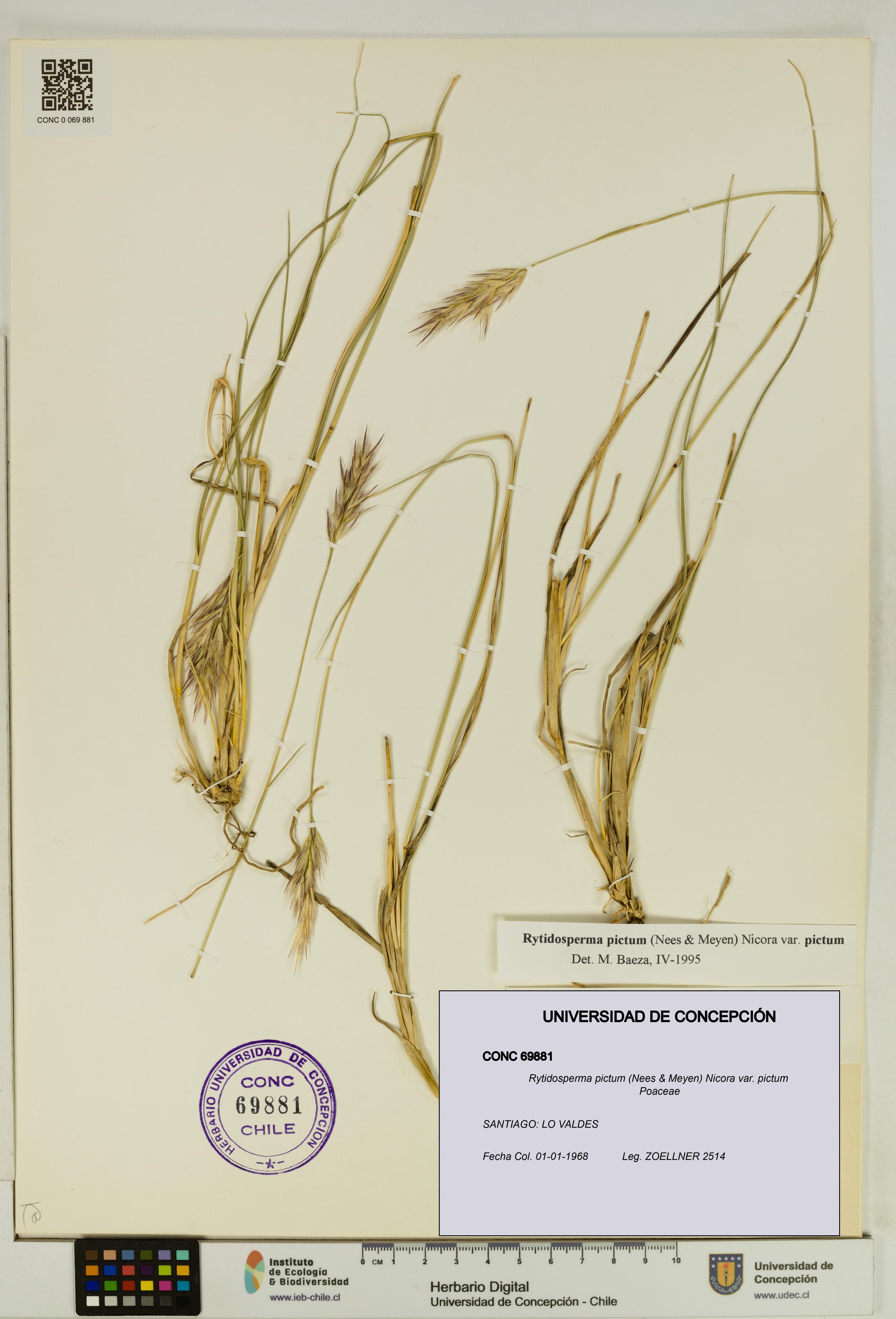 Rytidosperma pictum var. pictum [Espécimen: UDEC:CONC:0069881]