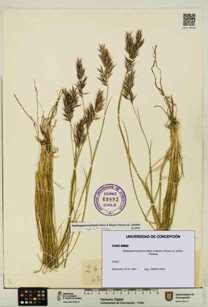 Rytidosperma pictum var. pictum [Espécimen: UDEC:CONC:0069882]
