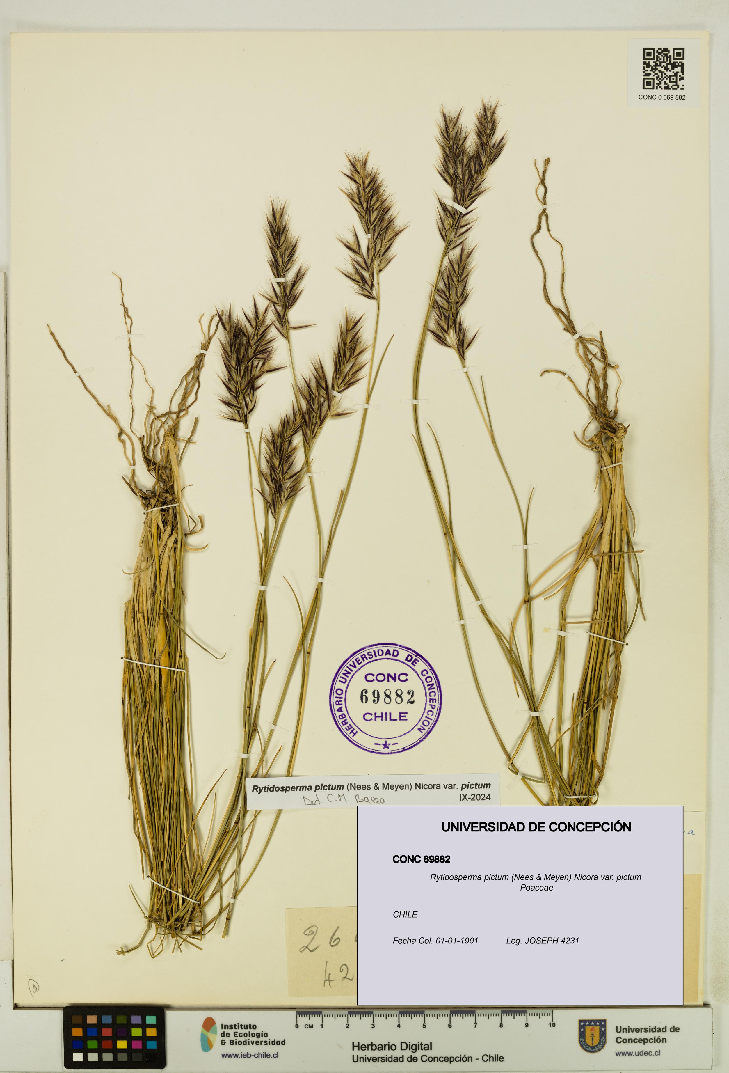 Rytidosperma pictum var. pictum [Espécimen: UDEC:CONC:0069882]