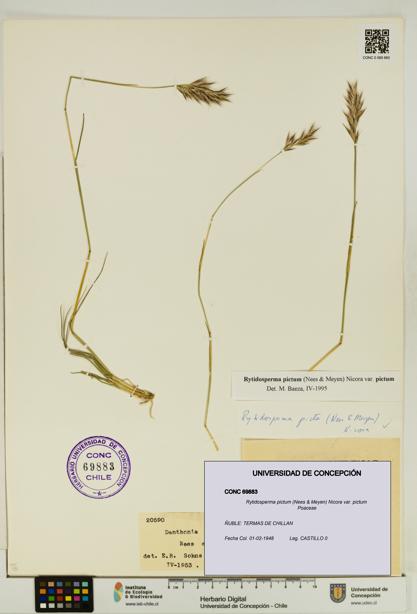Rytidosperma pictum var. pictum [Espécimen: UDEC:CONC:0069883]
