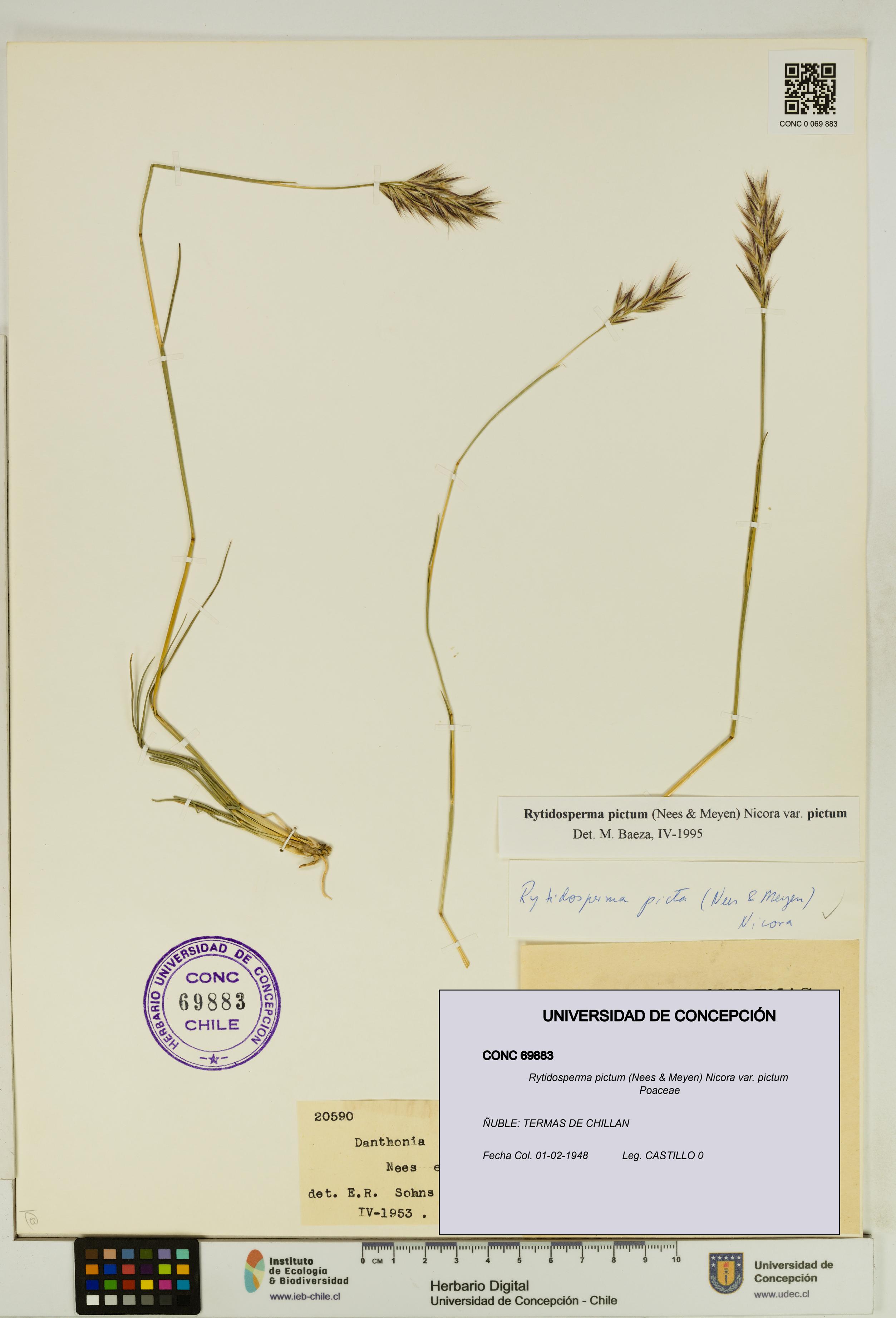 Rytidosperma pictum var. pictum [Espécimen: UDEC:CONC:0069883]