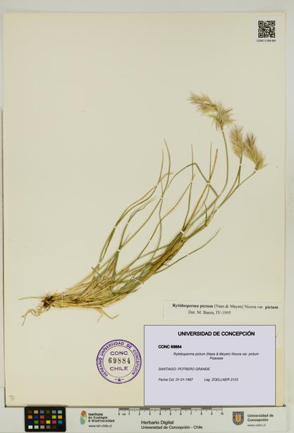 Rytidosperma pictum var. pictum [Espécimen: UDEC:CONC:0069884]