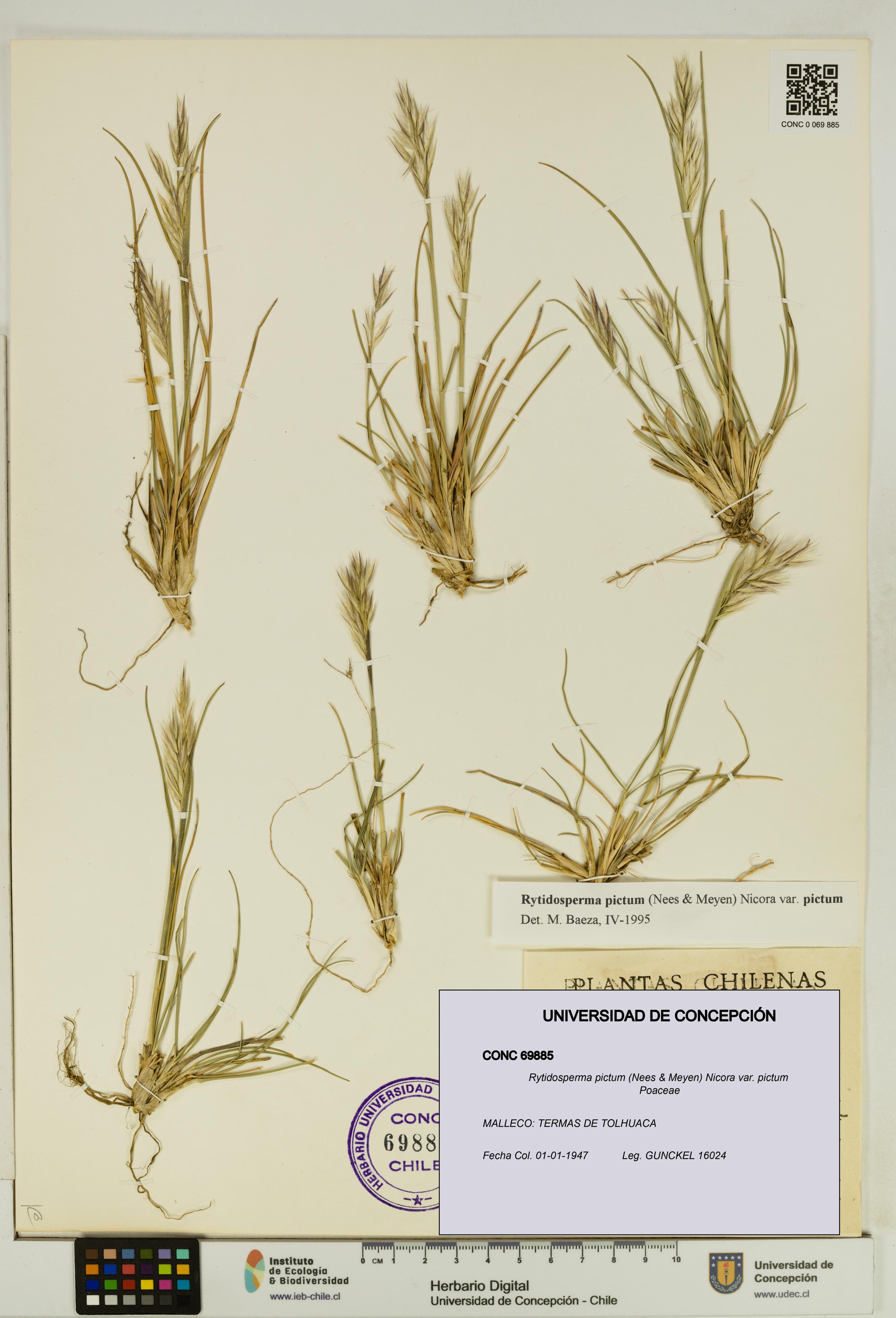 Rytidosperma pictum var. pictum [Espécimen: UDEC:CONC:0069885]