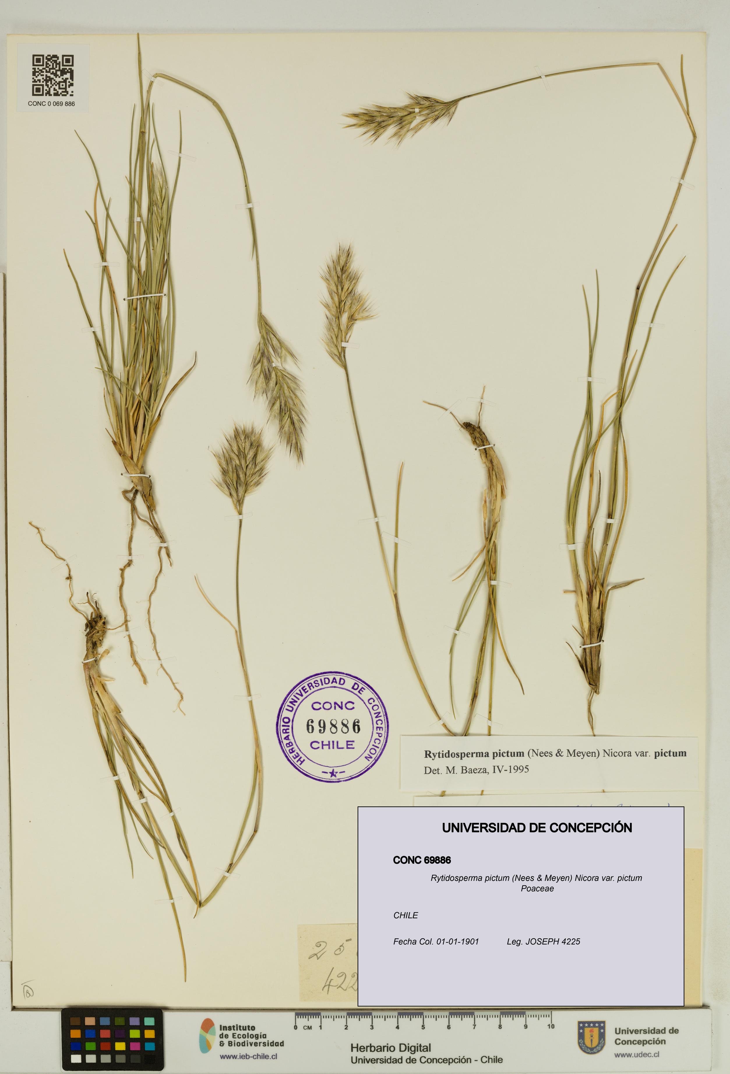 Rytidosperma pictum var. pictum [Espécimen: UDEC:CONC:0069886]