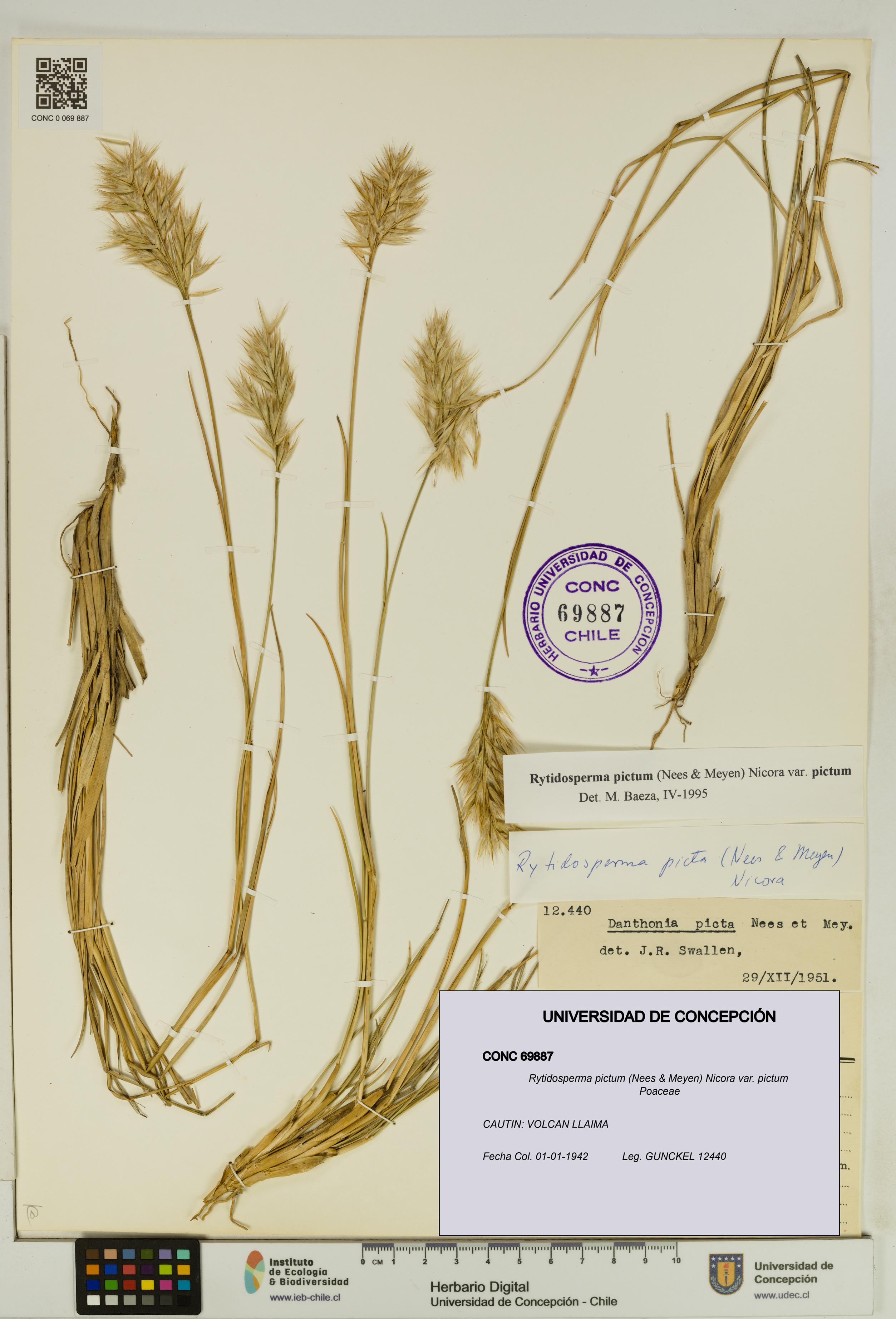 Rytidosperma pictum var. pictum [Espécimen: UDEC:CONC:0069887]