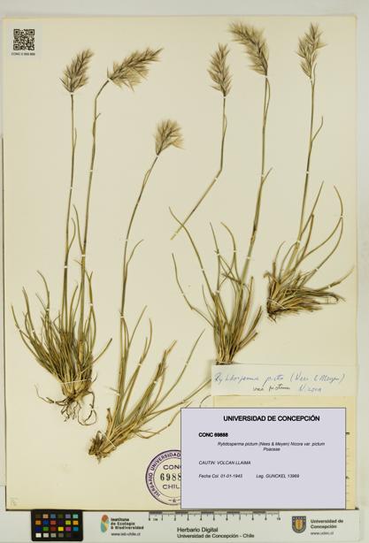 Rytidosperma pictum var. pictum [Espécimen: UDEC:CONC:0069888]