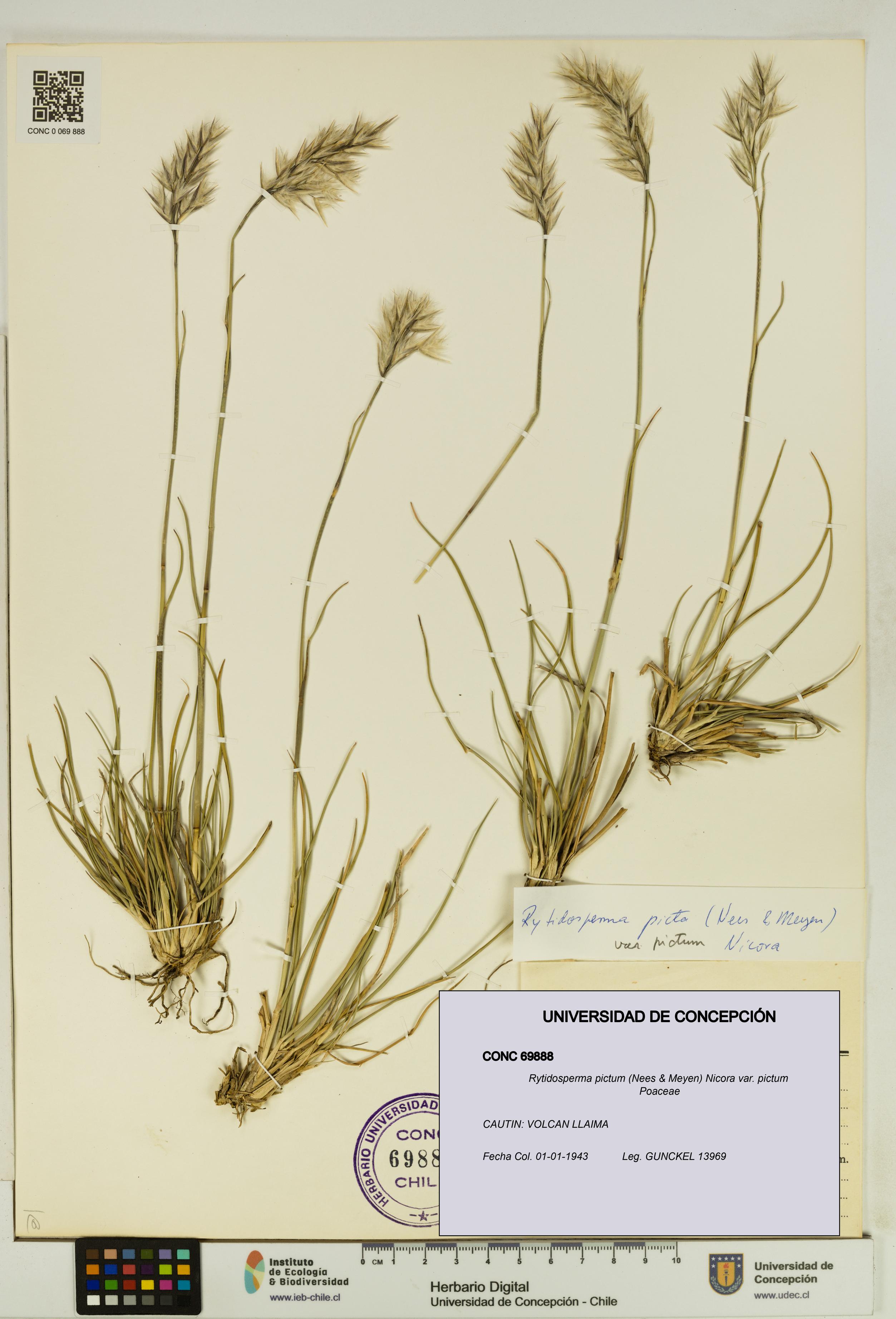 Rytidosperma pictum var. pictum [Espécimen: UDEC:CONC:0069888]