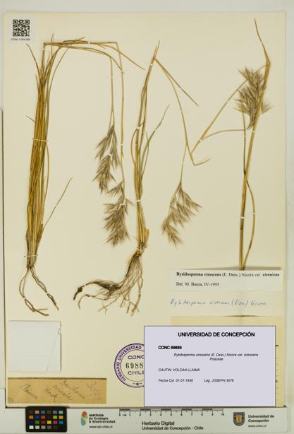 Rytidosperma virescens var. virescens [Espécimen: UDEC:CONC:0069889]