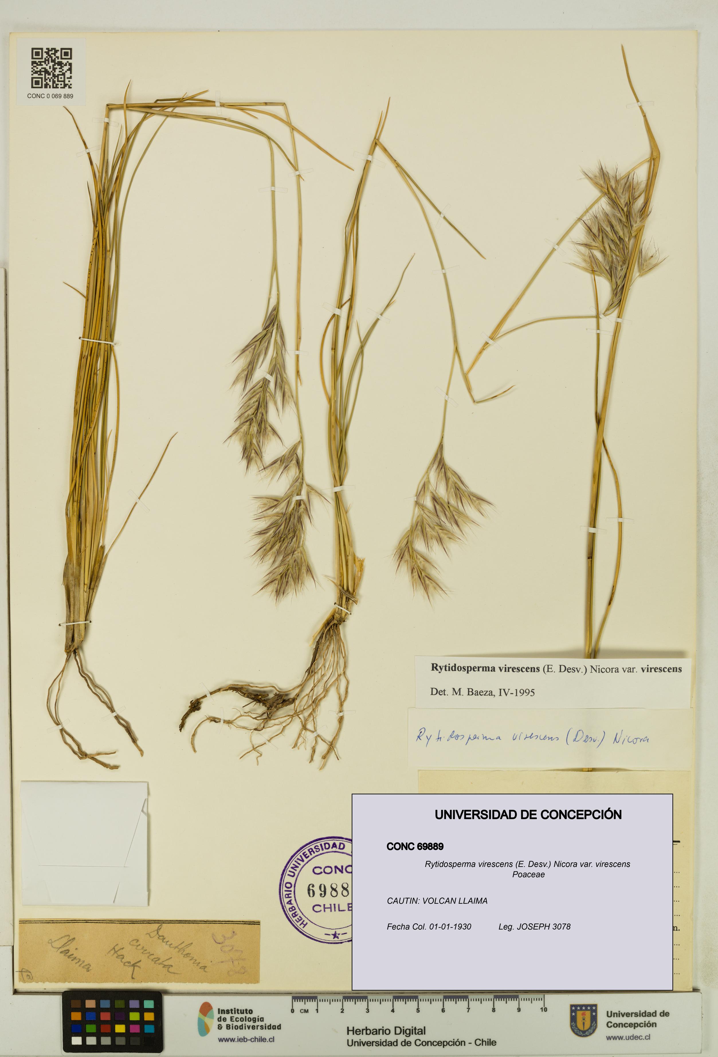 Rytidosperma virescens var. virescens [Espécimen: UDEC:CONC:0069889]
