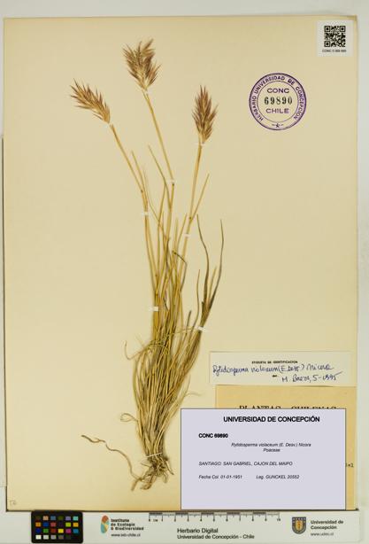 Rytidosperma violaceum [Espécimen: UDEC:CONC:0069890]