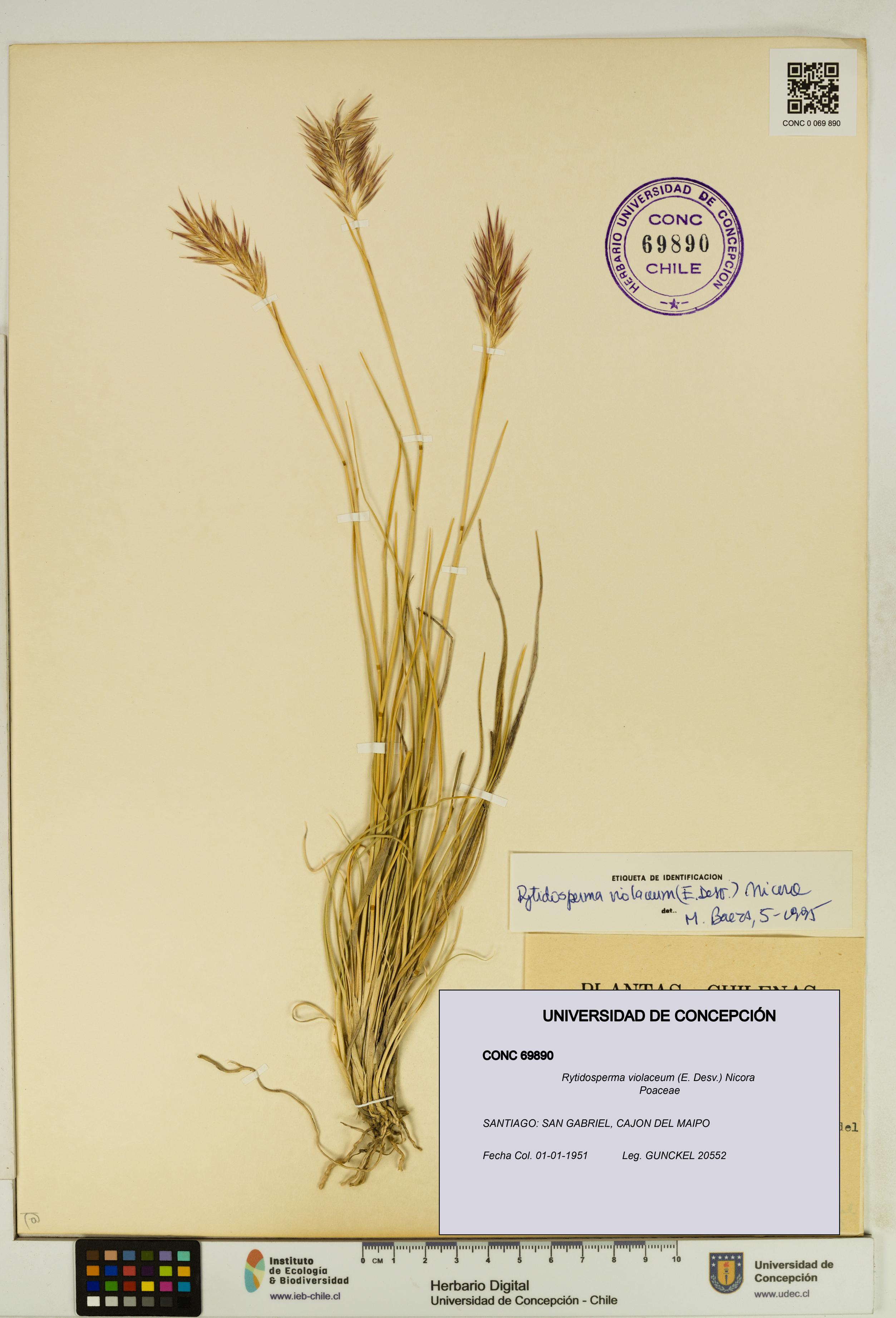 Rytidosperma violaceum [Espécimen: UDEC:CONC:0069890]