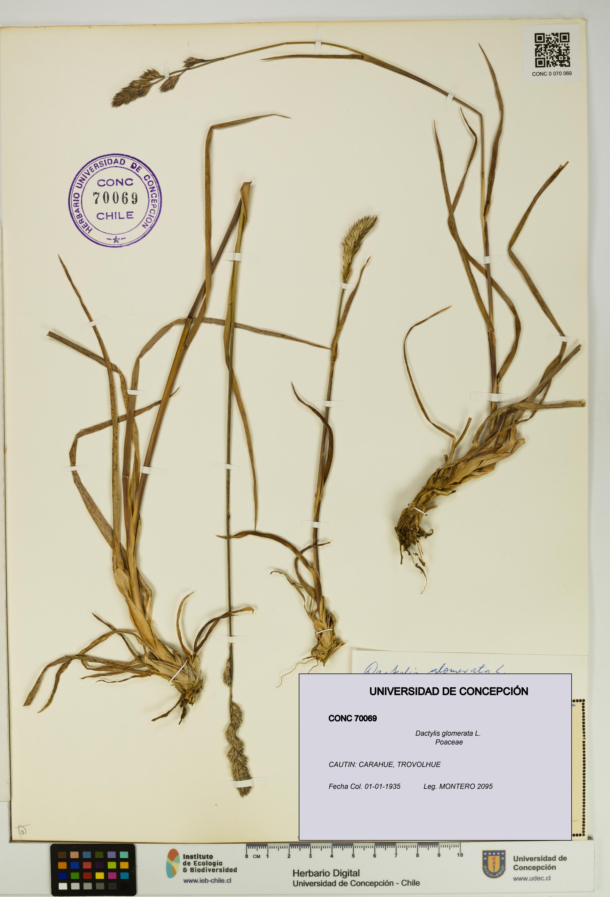 Dactylis glomerata [Espécimen: UDEC:CONC:0070069]