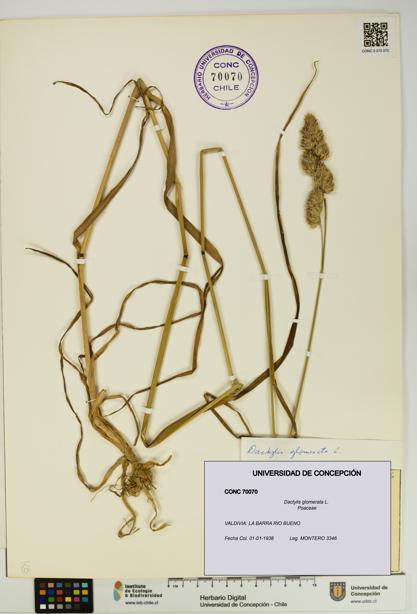 Dactylis glomerata [Espécimen: UDEC:CONC:0070070]