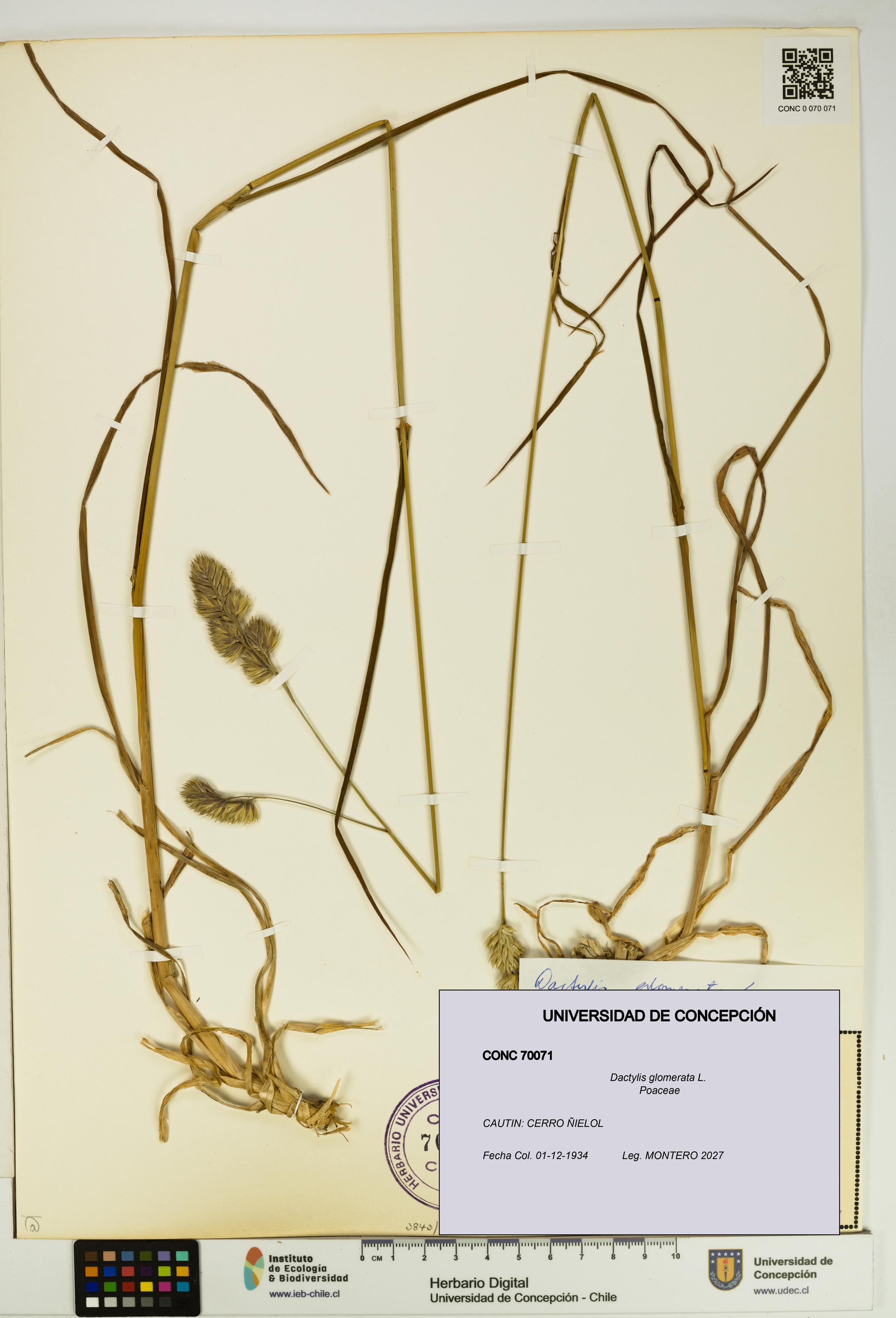 Dactylis glomerata [Espécimen: UDEC:CONC:0070071]