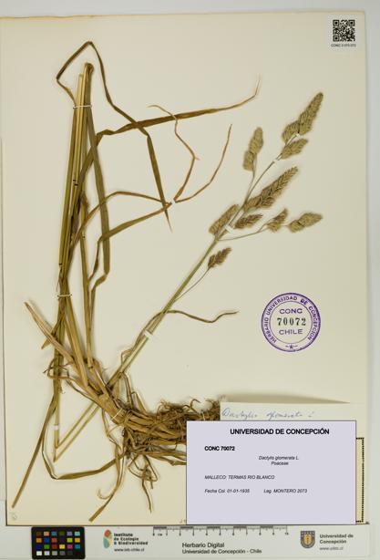 Dactylis glomerata [Espécimen: UDEC:CONC:0070072]