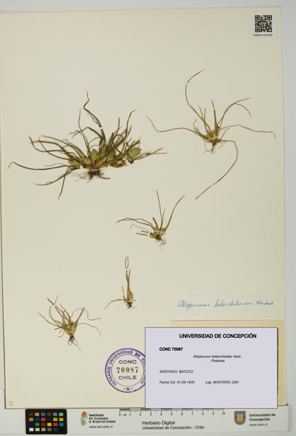Alopecurus heleochloides [Espécimen: UDEC:CONC:0070087]