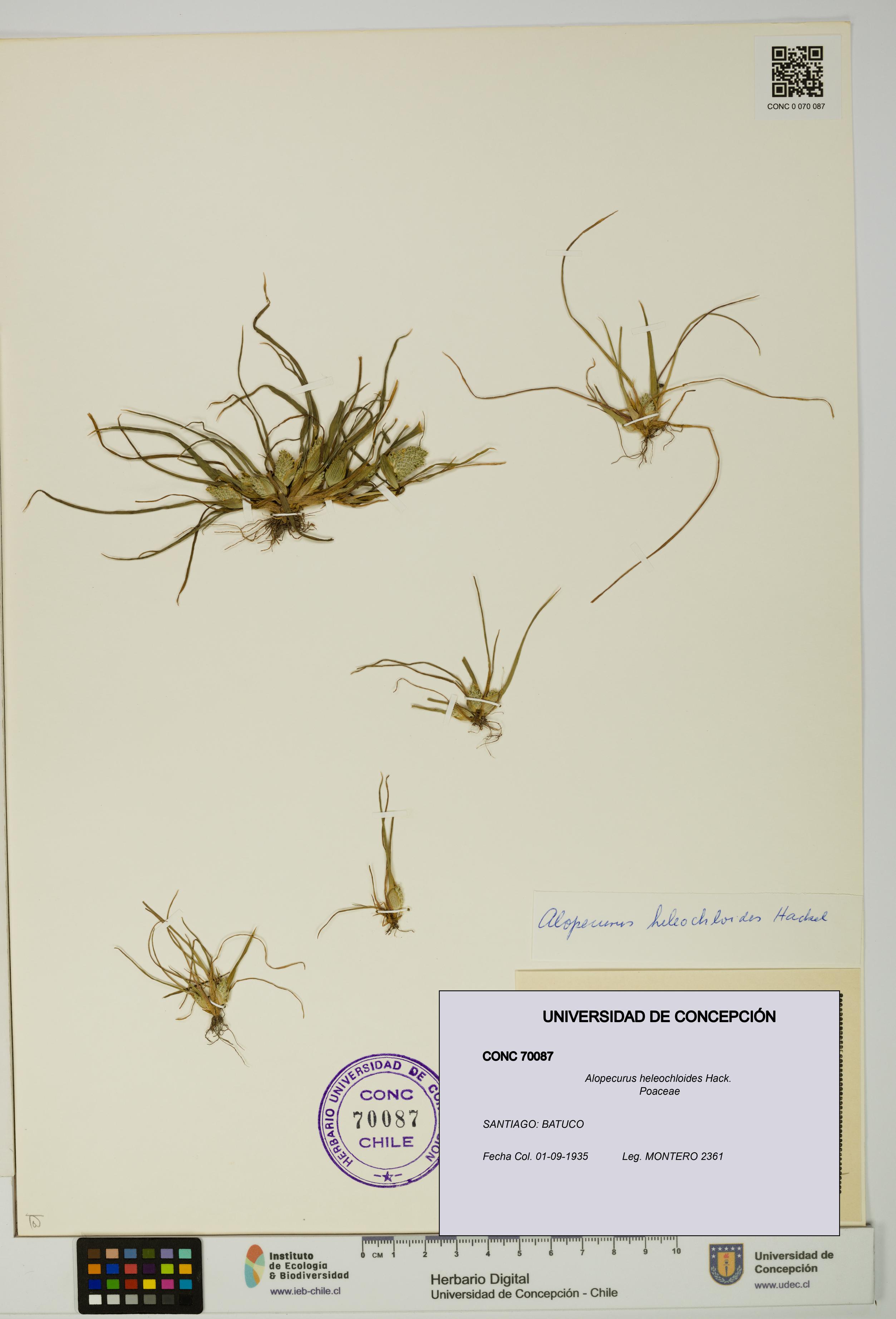 Alopecurus heleochloides [Espécimen: UDEC:CONC:0070087]
