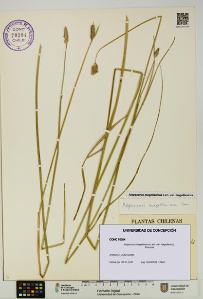 Alopecurus magellanicus var. magellanicus [Espécimen: UDEC:CONC:0070204]