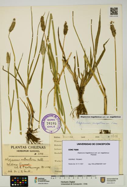 Alopecurus magellanicus var. magellanicus [Espécimen: UDEC:CONC:0070205]