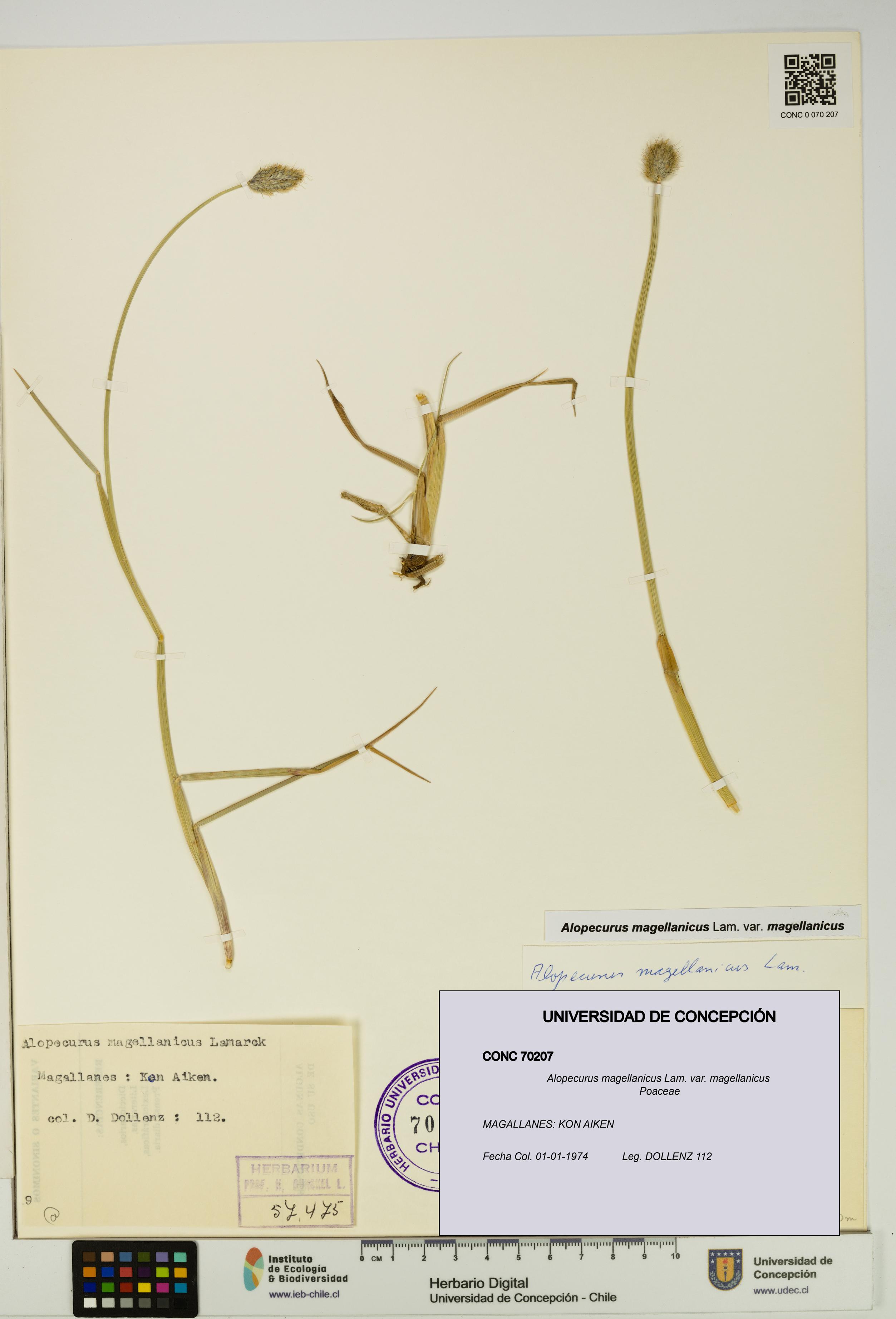 Alopecurus magellanicus var. magellanicus [Espécimen: UDEC:CONC:0070207]