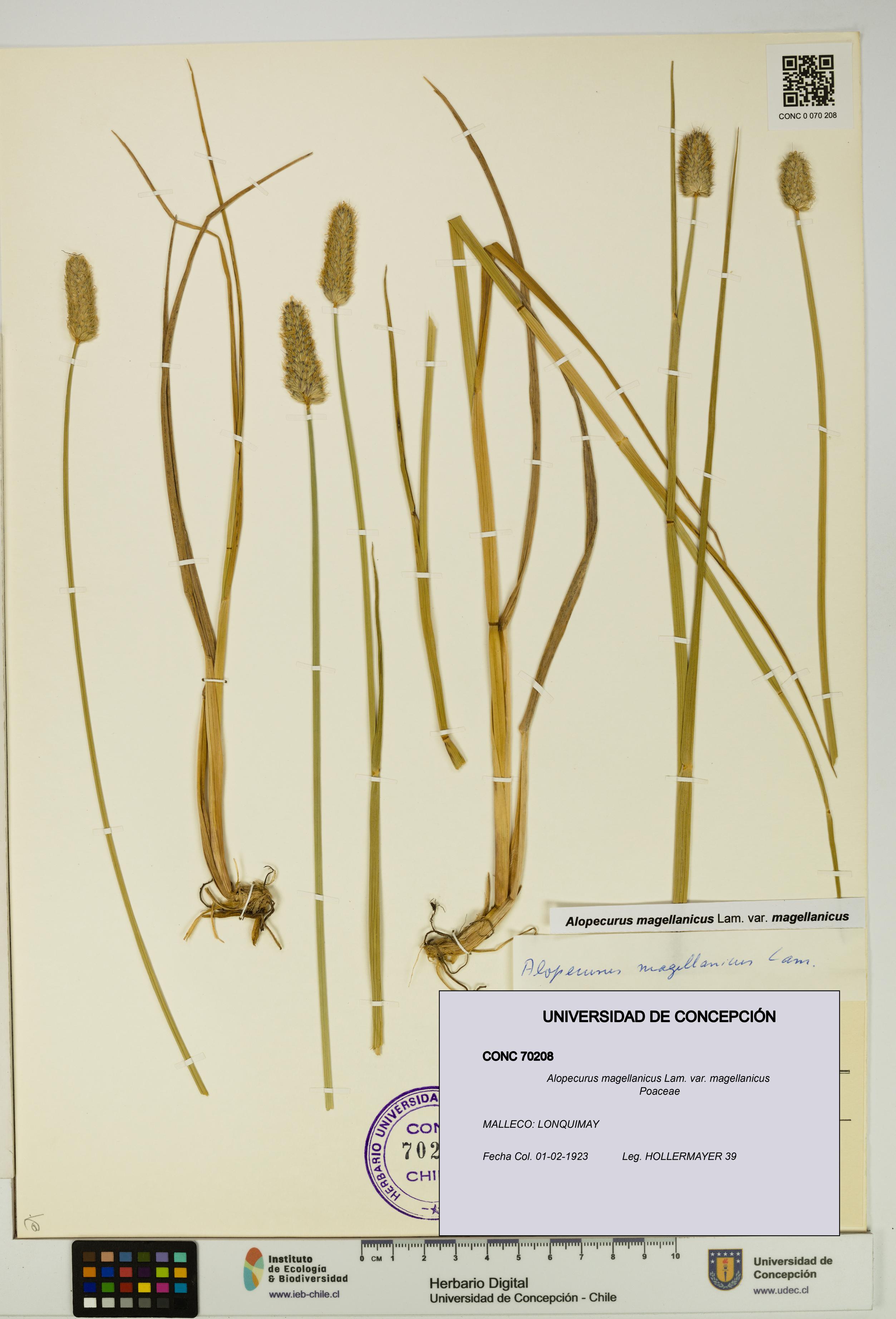 Alopecurus magellanicus var. magellanicus [Espécimen: UDEC:CONC:0070208]