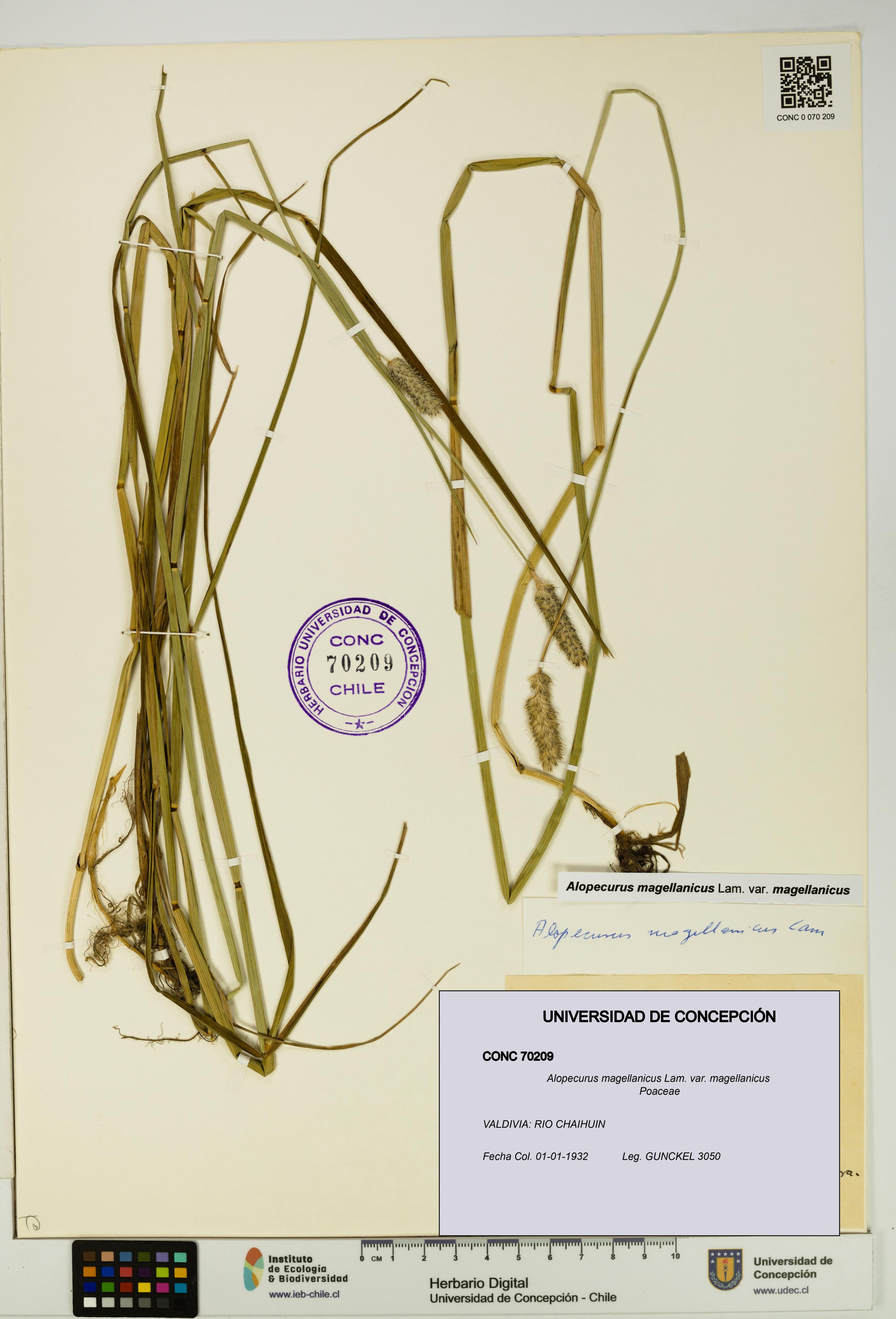 Alopecurus magellanicus var. magellanicus [Espécimen: UDEC:CONC:0070209]
