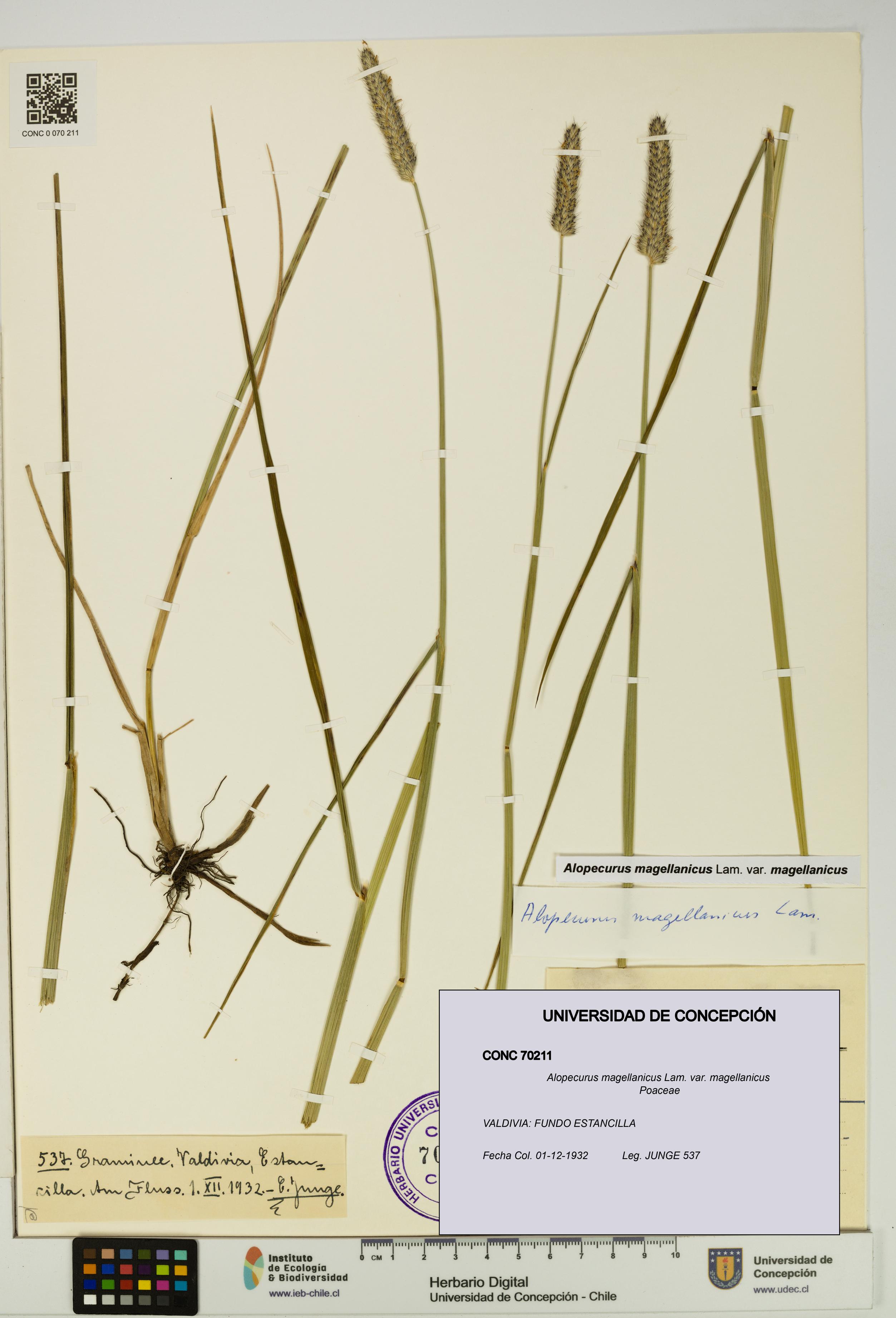 Alopecurus magellanicus var. magellanicus [Espécimen: UDEC:CONC:0070211]