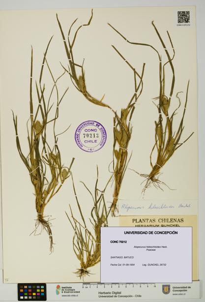 Alopecurus heleochloides [Espécimen: UDEC:CONC:0070212]