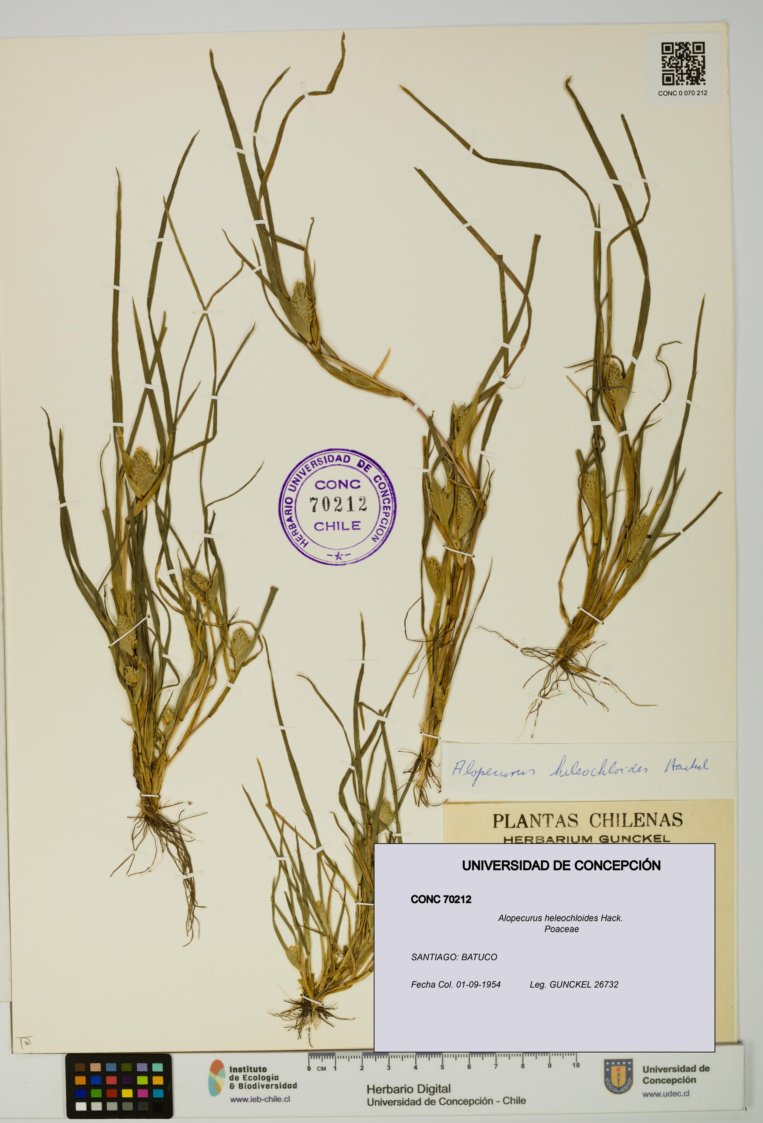 Alopecurus heleochloides [Espécimen: UDEC:CONC:0070212]