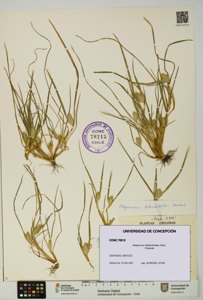 Alopecurus heleochloides [Espécimen: UDEC:CONC:0070213]