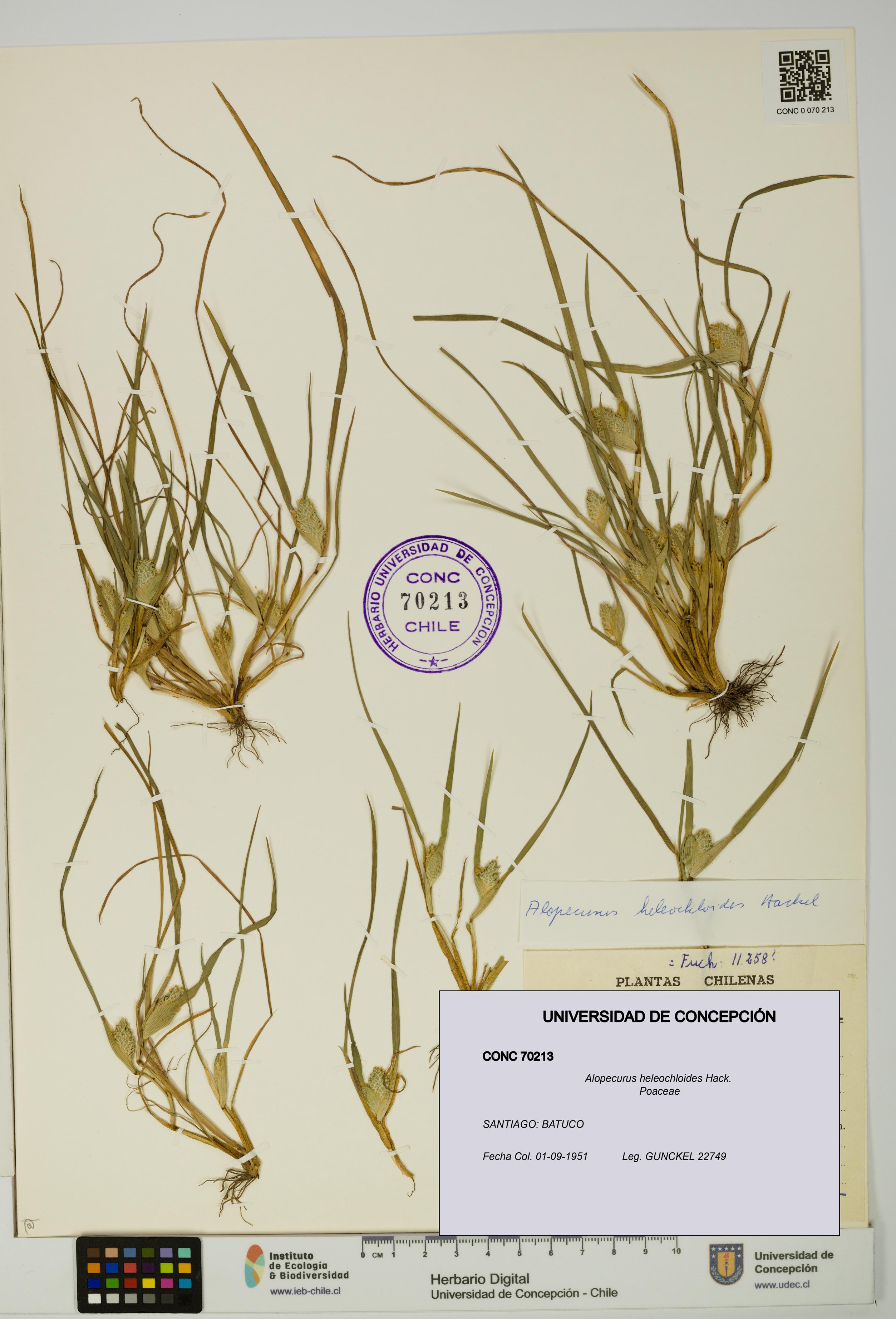 Alopecurus heleochloides [Espécimen: UDEC:CONC:0070213]