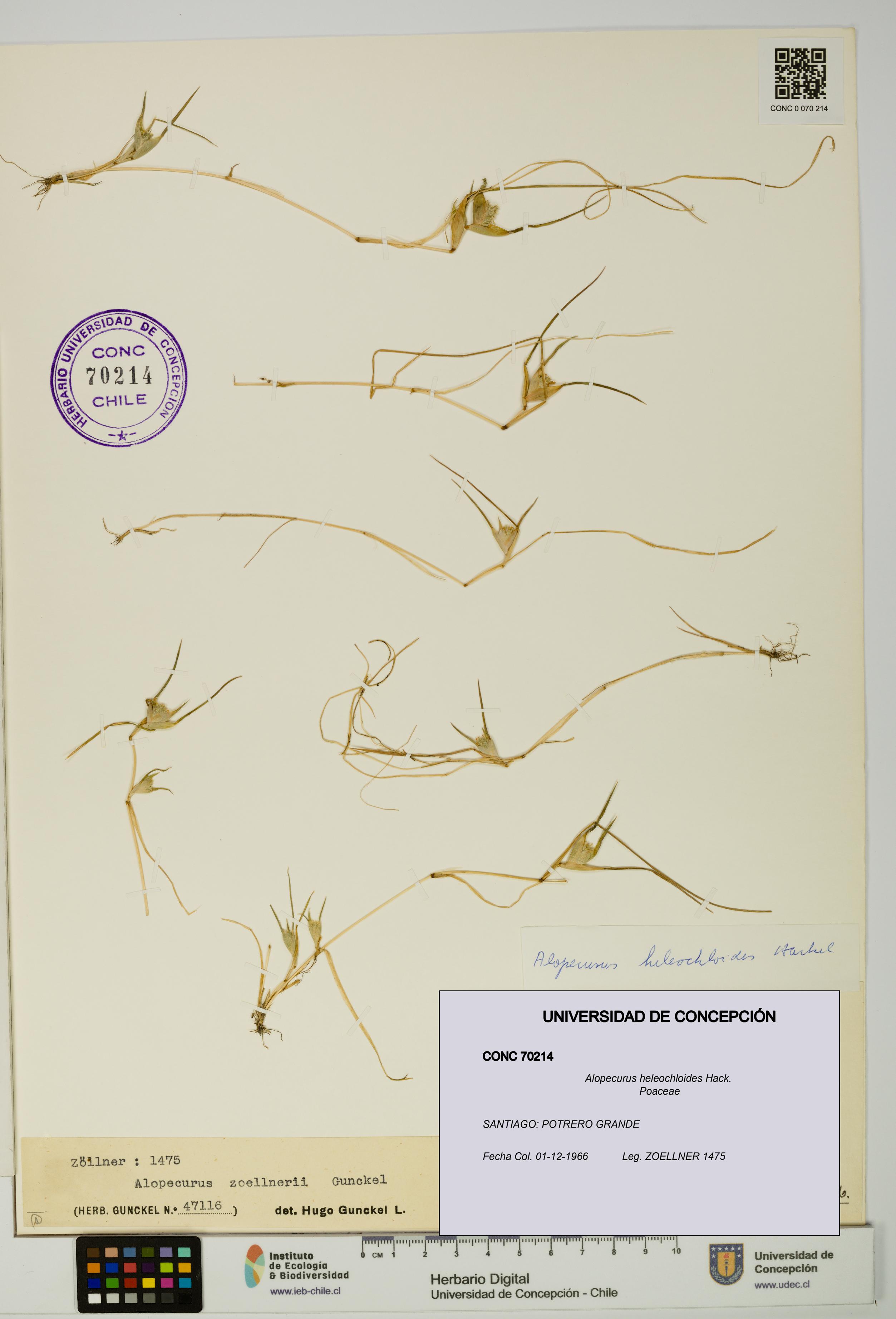 Alopecurus heleochloides [Espécimen: UDEC:CONC:0070214]