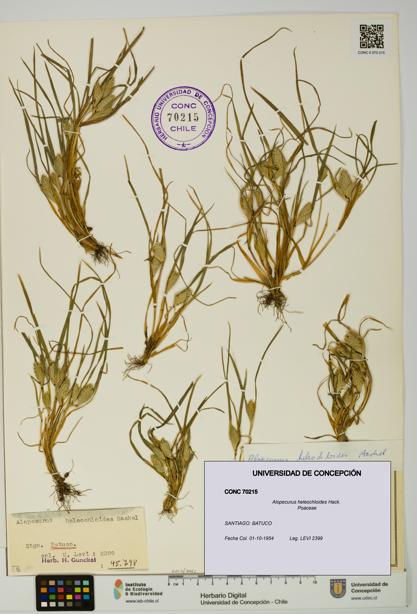 Alopecurus heleochloides [Espécimen: UDEC:CONC:0070215]