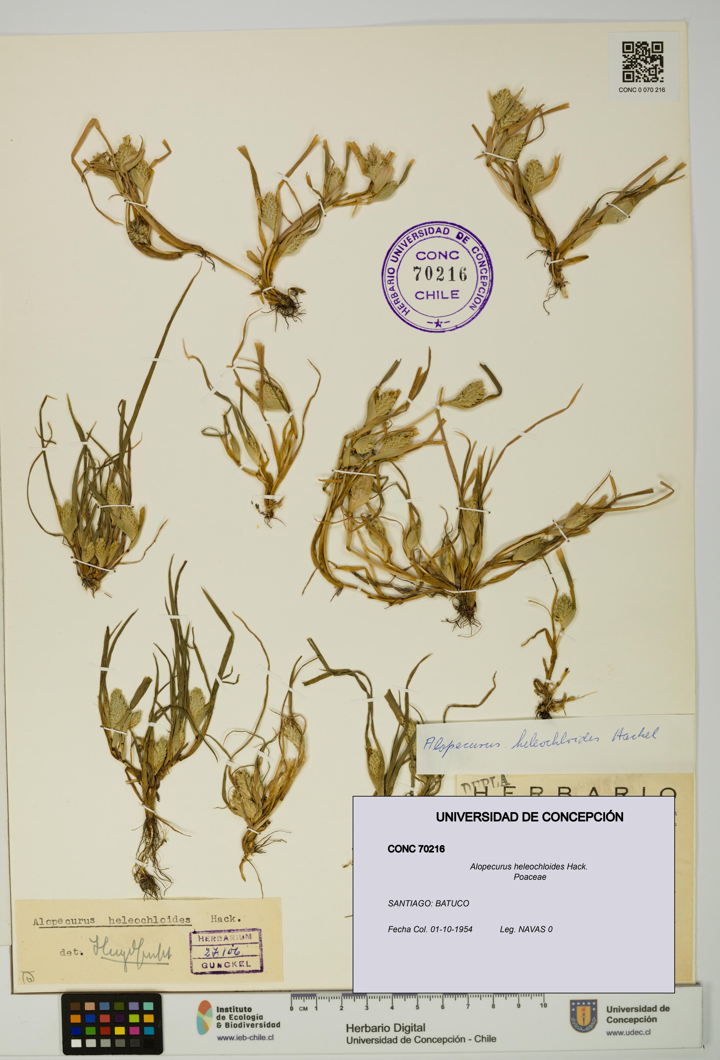 Alopecurus heleochloides [Espécimen: UDEC:CONC:0070216]