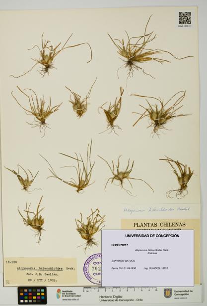 Alopecurus heleochloides [Espécimen: UDEC:CONC:0070217]