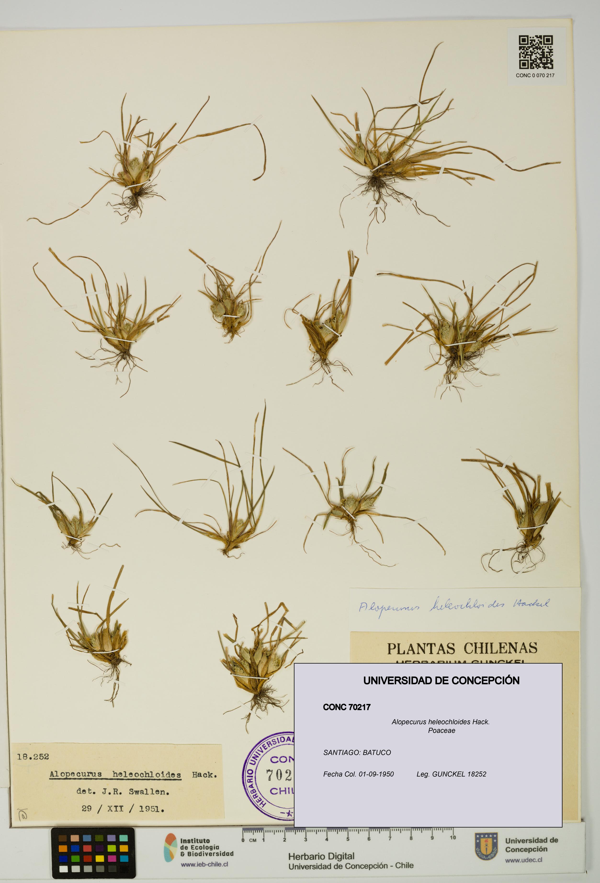 Alopecurus heleochloides [Espécimen: UDEC:CONC:0070217]