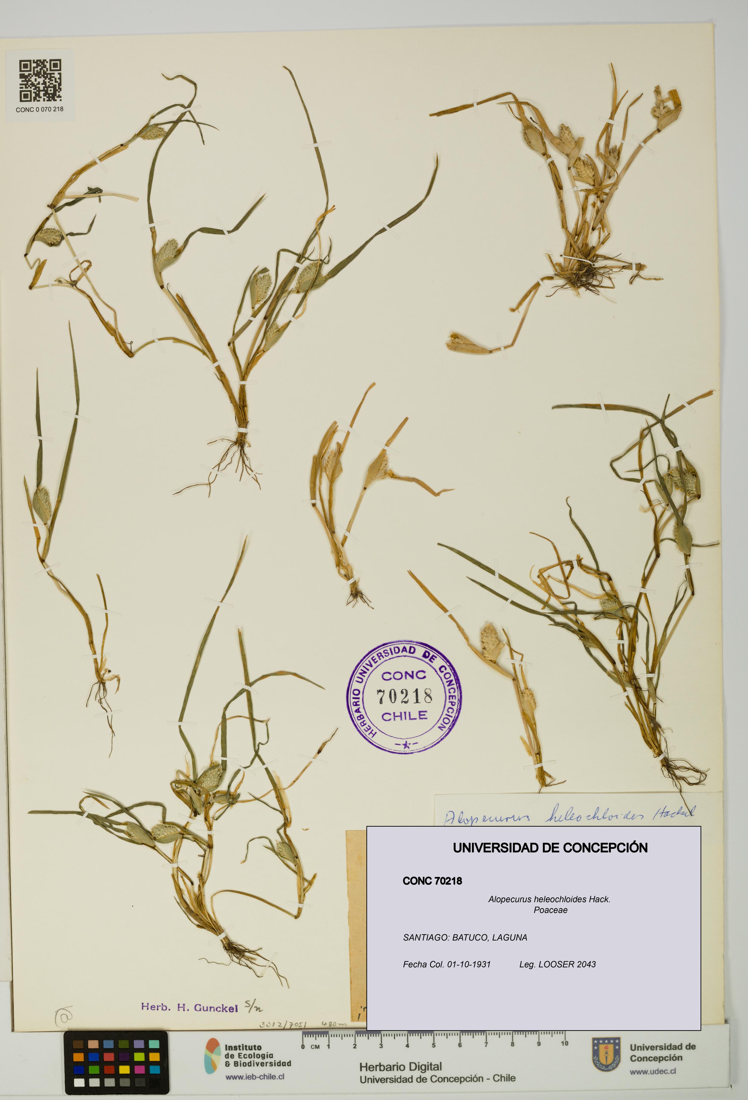 Alopecurus heleochloides [Espécimen: UDEC:CONC:0070218]