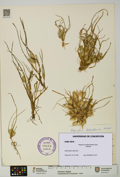 Alopecurus heleochloides [Espécimen: UDEC:CONC:0070219]