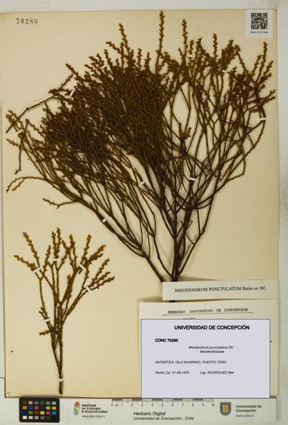 Misodendrum punctulatum [Espécimen: UDEC:CONC:0070280]