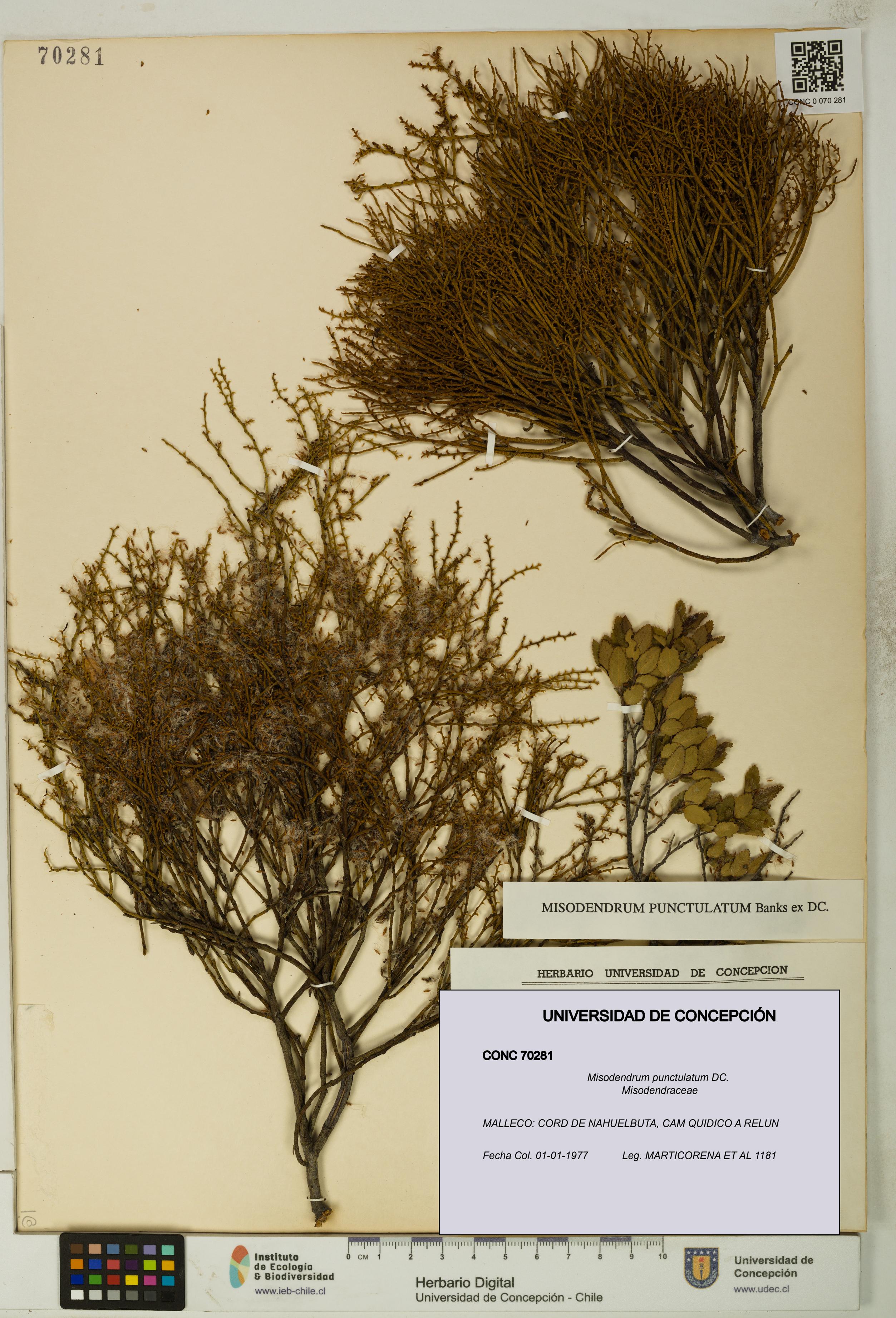 Misodendrum punctulatum [Espécimen: UDEC:CONC:0070281]