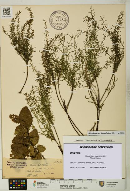 Misodendrum linearifolium [Espécimen: UDEC:CONC:0070282]