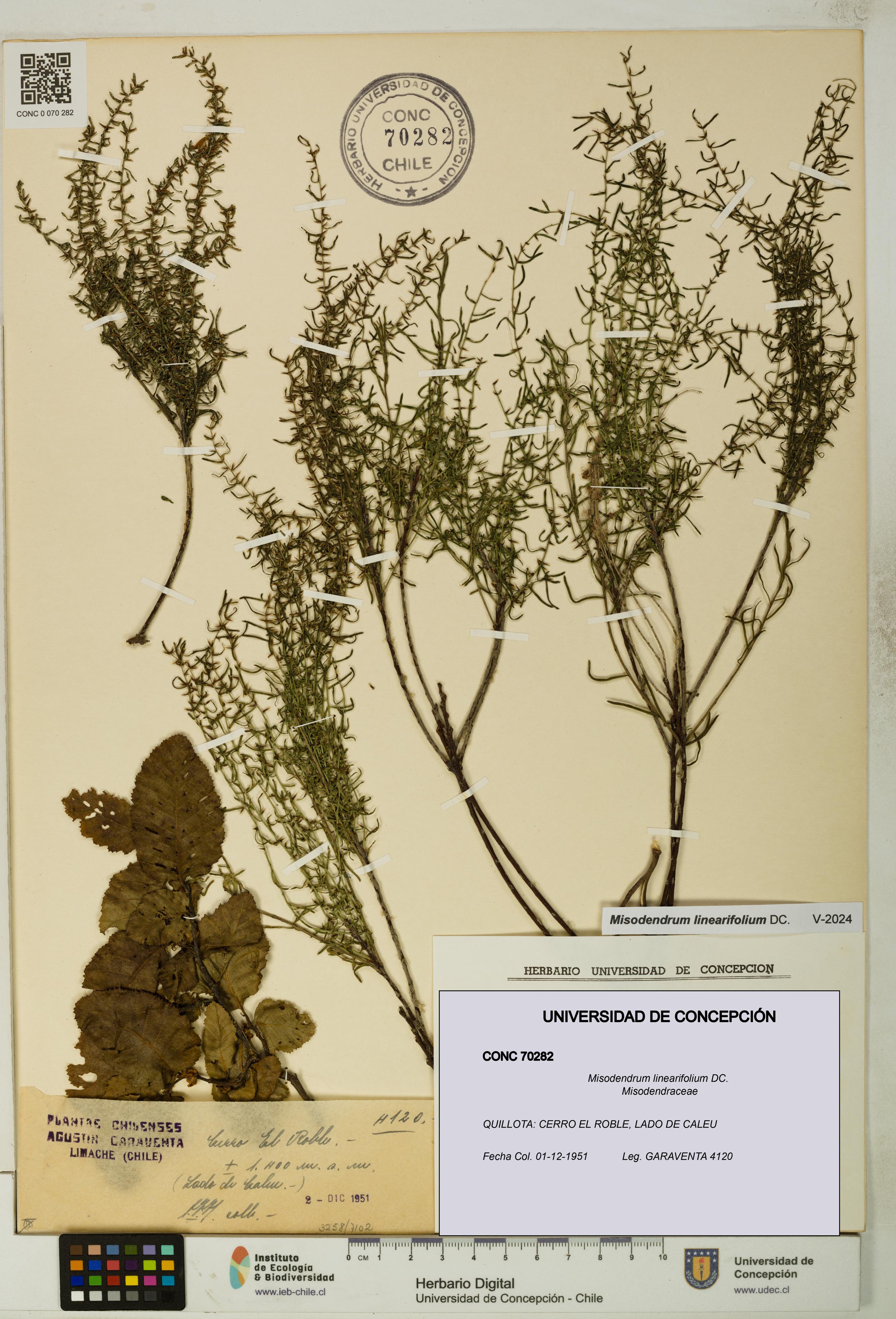 Misodendrum linearifolium [Espécimen: UDEC:CONC:0070282]