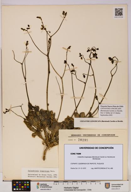 Cistanthe longiscapa [Espécimen: UDEC:CONC:0070298]