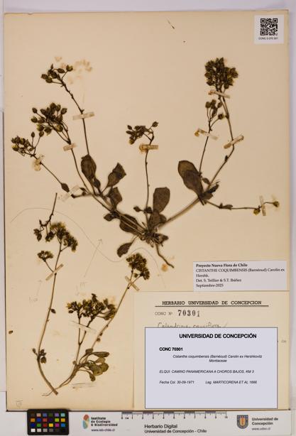 Cistanthe coquimbensis [Espécimen: UDEC:CONC:0070301]