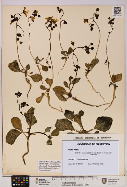 Cistanthe longiscapa [Espécimen: UDEC:CONC:0070302]