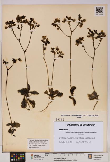 Cistanthe longiscapa [Espécimen: UDEC:CONC:0070304]