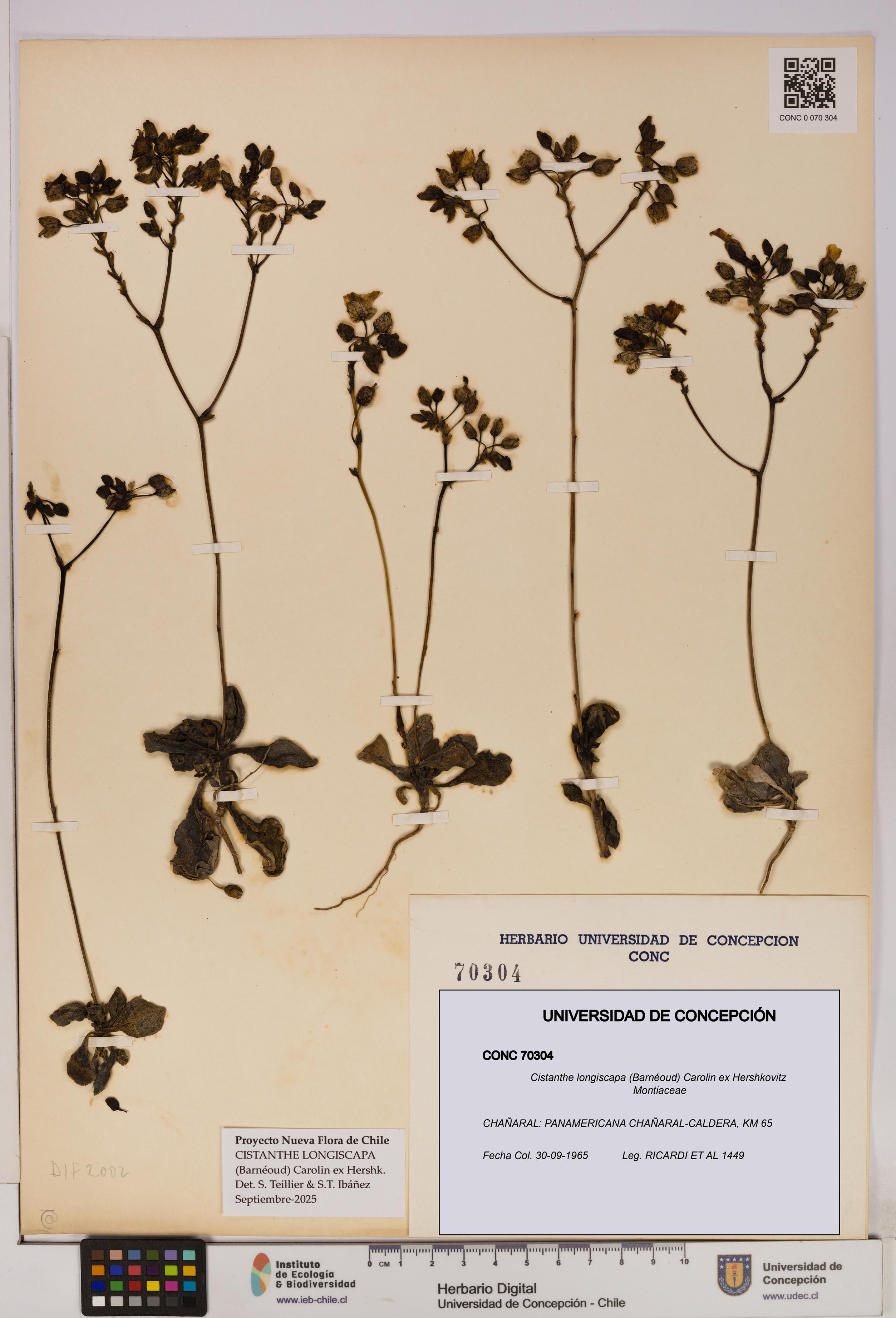 Cistanthe longiscapa [Espécimen: UDEC:CONC:0070304]